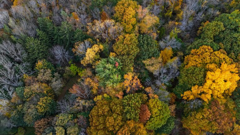 Aerial view of trees in Autumn colors.